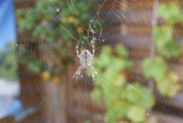 spider in the garden